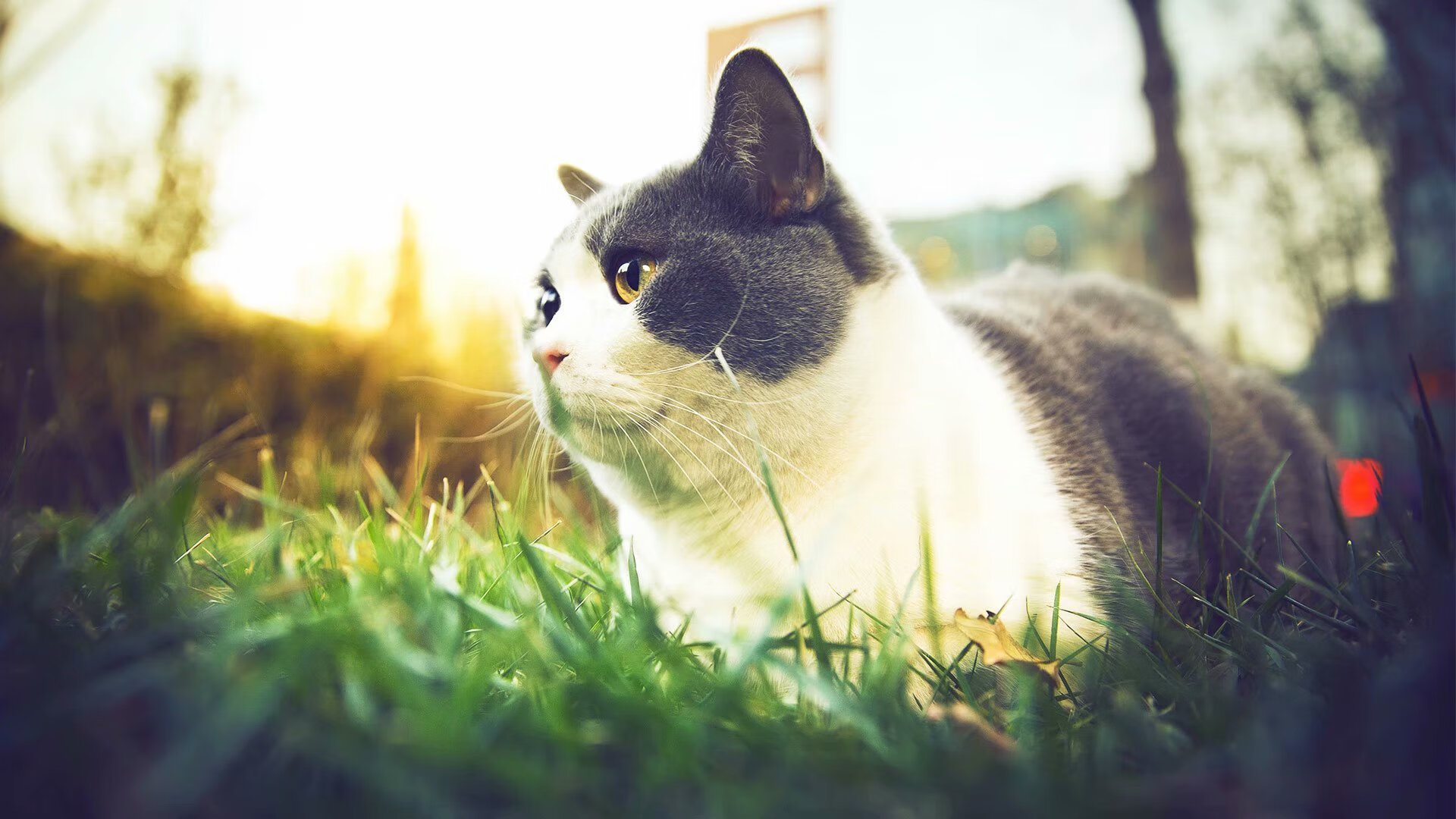 中美蝶泳后程体能储备策略分化明显，蝶泳业余