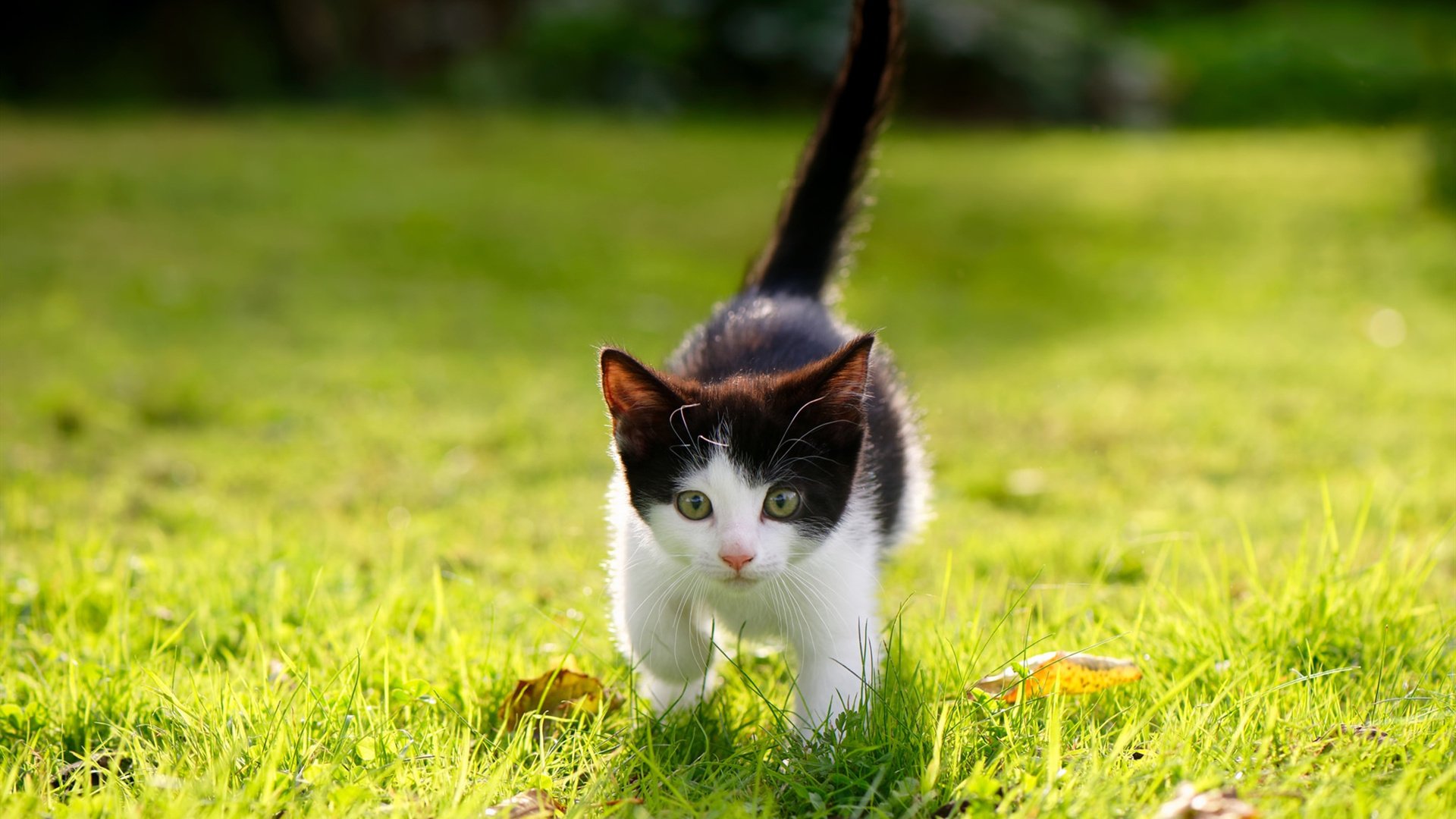 奥预赛中国女足战胜 球迷支持球队努力,中国女足球奥运会预选赛赛程时间表