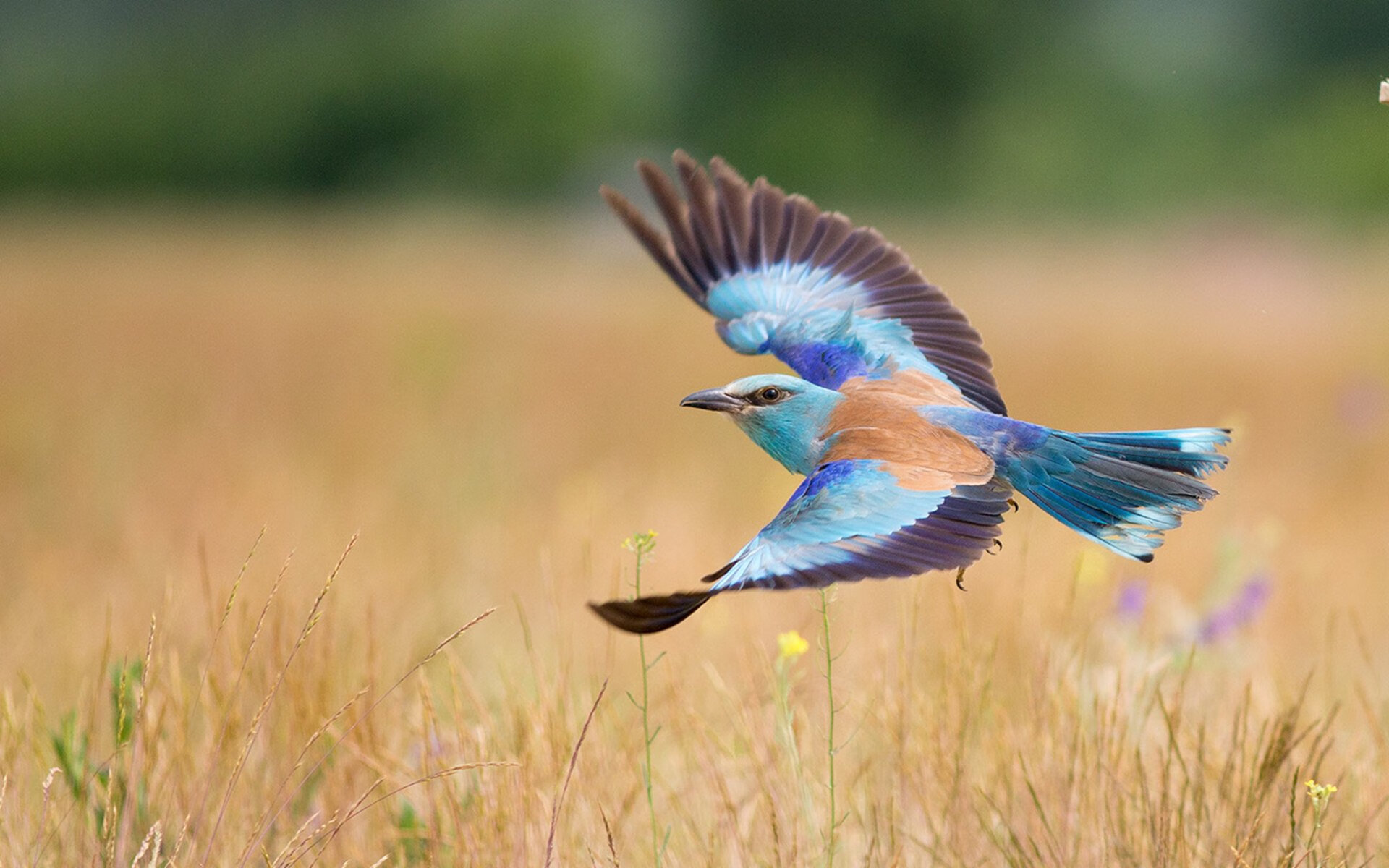 马龙与林高远合作创佳绩,混双项目走向未来,马龙指导林高远