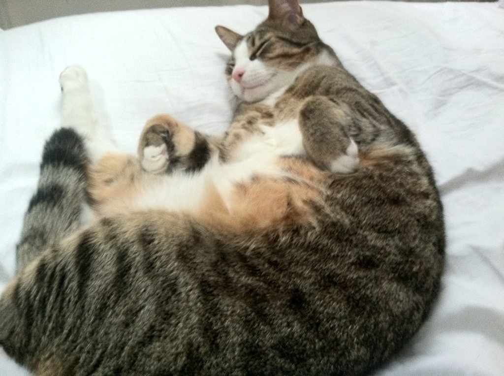 中超球队尝试打造专属训练基地提高备战效率，中超专业足球场最新