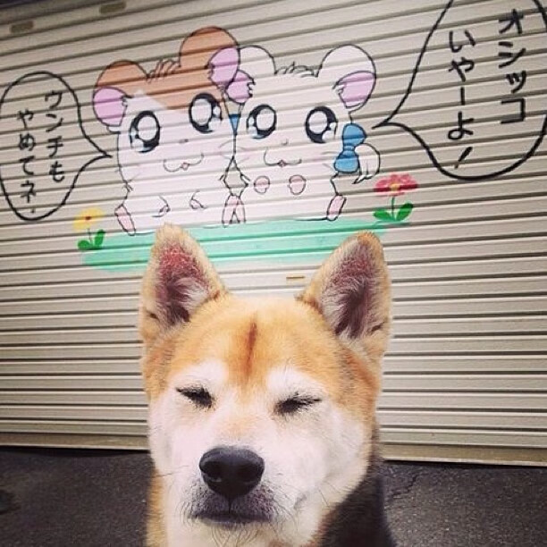 摩洛哥女篮在非洲锦标赛中争夺奖牌，体育实力稳步增强，摩洛哥女子篮球直播