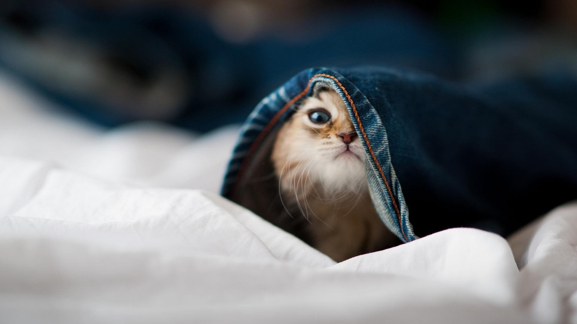 澳大利亚青训计划积极推动,吸引更多年轻球员加入,澳大利亚年度青年